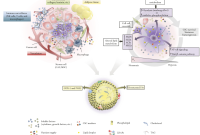 Figure 4 from An Overview of Lipid Droplets in Cancer and Cancer Stem ... How To Recognize Symptoms Of Chronic Fatigue Syndrome